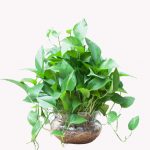 Cây trầu bà