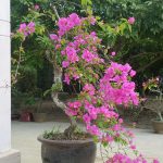 Cây bông giấy