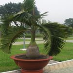 Cau Sâm Banh