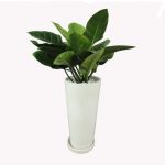 Cây trầu bà đế vương