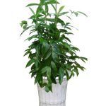 Cây Trúc Nhật