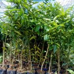 Cây giống cam cara ruột đỏ