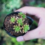 Sen Đá 3 Màu Giống Mới