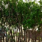 Cây cherry Anh đào 1.5m