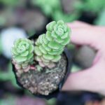 Sen Đá Sedum Bông Hồng Pháp
