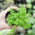 Sen Đá Sedum Xanh
