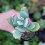 Sen Đá Sỏi Viền Đỏ