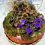 Hoa Violet Nam Phi